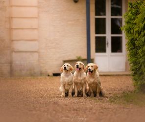 Golden Retriever Retriever