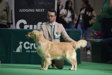 Golden Retriever Retriever
