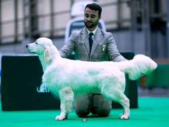 Golden Retriever Retriever