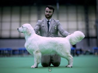 Golden Retriever Retriever