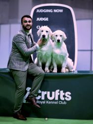 Golden Retriever Retriever