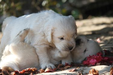 Golden Retriever Retriever