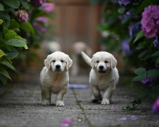 Golden Retriever Retriever