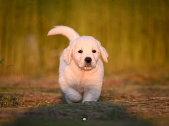 Golden Retriever Retriever