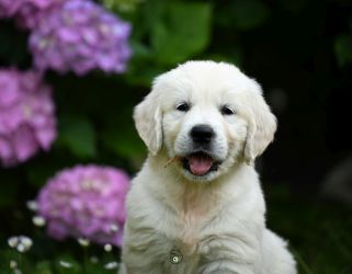 Golden Retriever Retriever