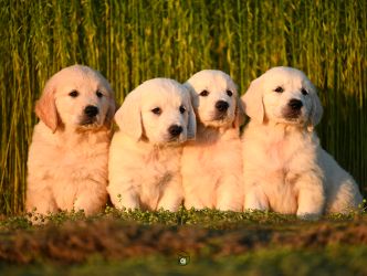 Golden Retriever Retriever
