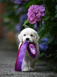 Golden Retriever Retriever