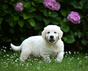 Golden Retriever Retriever