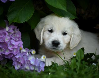 Golden Retriever Retriever