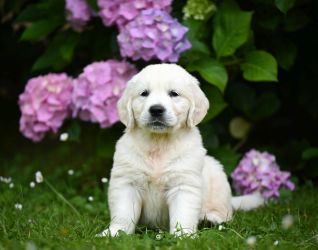 Golden Retriever Retriever