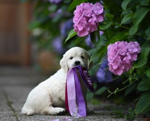 Golden Retriever Retriever