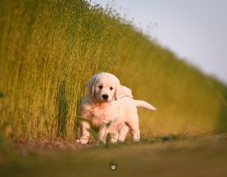 Golden Retriever Retriever