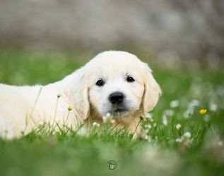 Golden Retriever Retriever