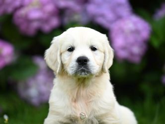 Golden Retriever Retriever