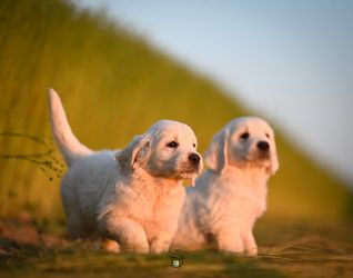 Golden Retriever Retriever