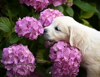 Golden Retriever Retriever