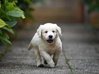 Golden Retriever Retriever