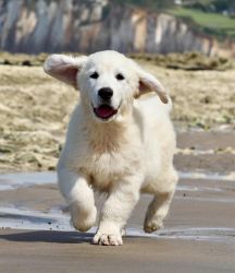 Golden Retriever Retriever