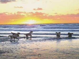 Golden Retriever Retriever