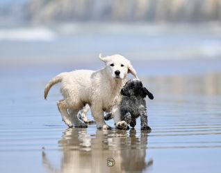Golden Retriever Retriever