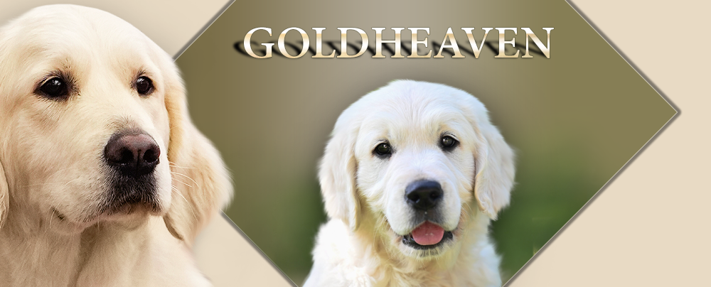 Goldheaven Golden Retriever