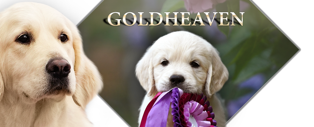 Goldheaven Golden Retriever