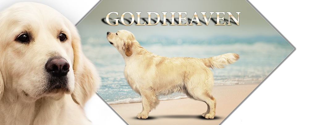 Goldheaven Golden Retriever