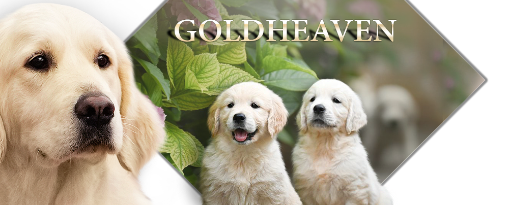 Goldheaven Golden Retriever