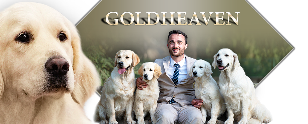 Goldheaven Golden Retriever