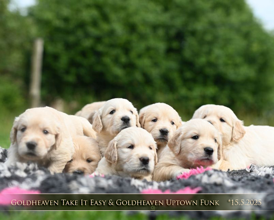Golden Retriever Retriever chiots