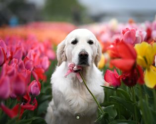 Golden Retriever Retriever