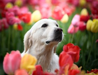 Golden Retriever Retriever