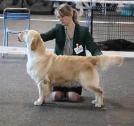 Golden Retriever Retriever