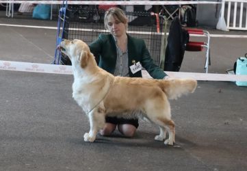 Golden Retriever Retriever