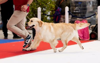 Golden Retriever Retriever