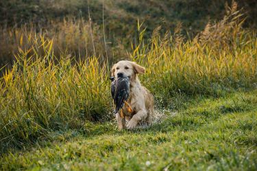 Golden Retriever Retriever