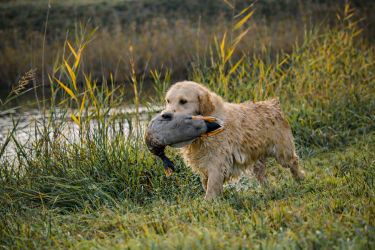 Golden Retriever Retriever