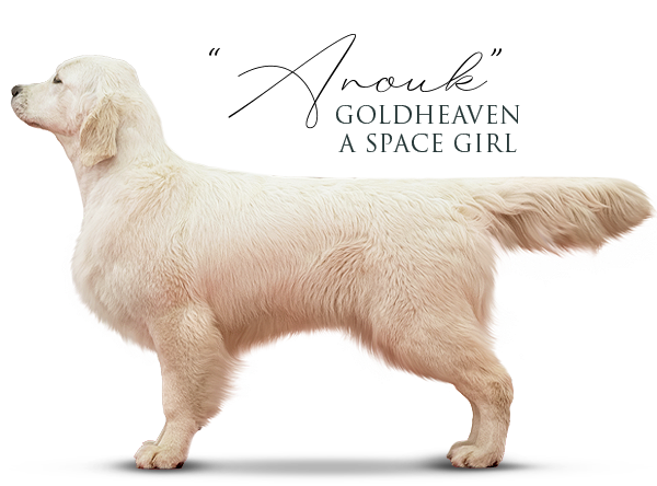 Golden Retriever Goldheaven A Space Girl