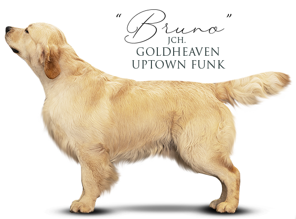 Golden Retriever Goldheaven Uptown Funk