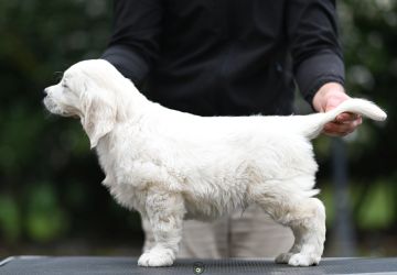 Golden Retriever Retriever