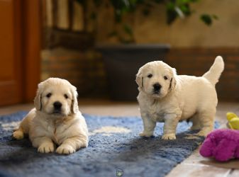 Golden Retriever Retriever