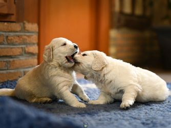 Golden Retriever Retriever