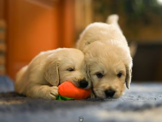 Golden Retriever Retriever