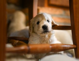 Golden Retriever Retriever
