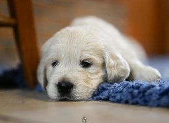 Golden Retriever Retriever