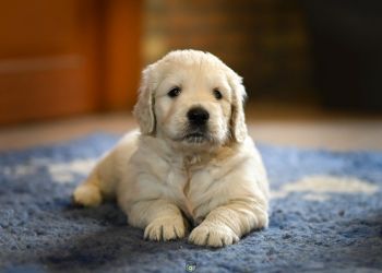 Golden Retriever Retriever