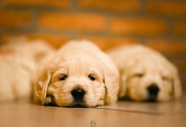 Golden Retriever Retriever