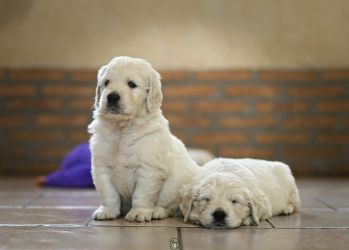 Golden Retriever Retriever