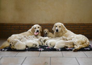 Golden Retriever Retriever