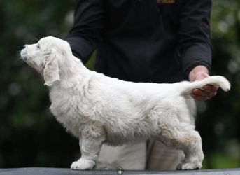 Golden Retriever Retriever